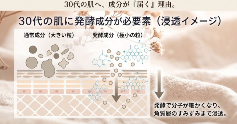 30代の肌に発酵成分が浸透していく。
