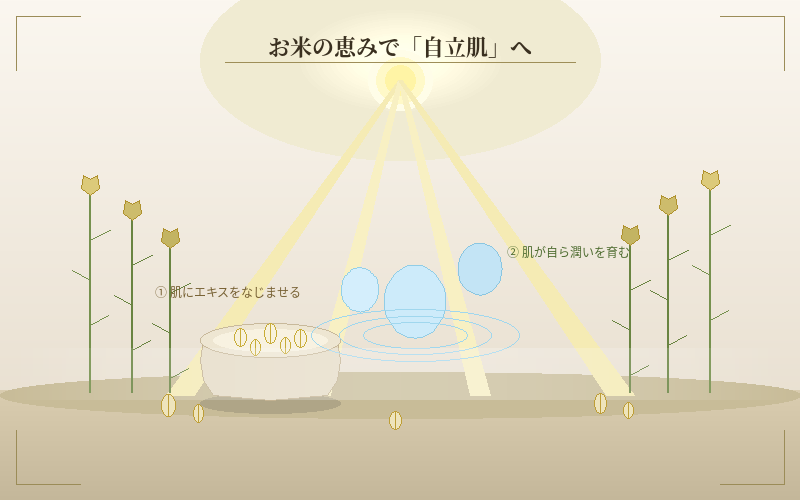 お米の恵みで自立肌へ